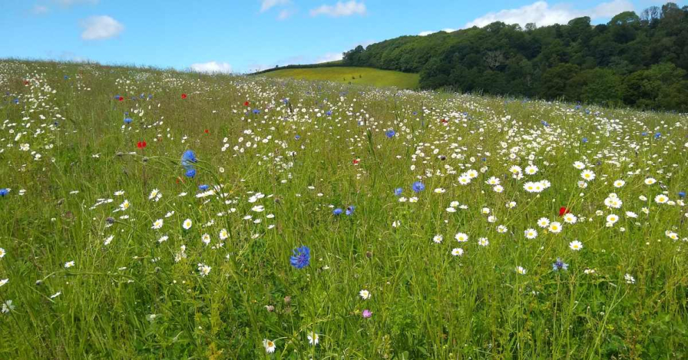 Our wildflower meadow in front of Sharpham House