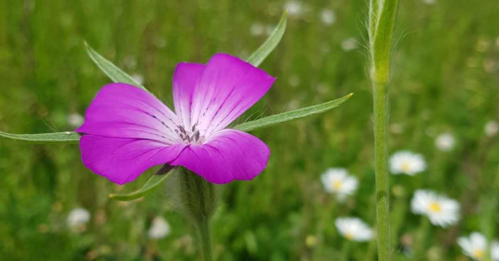 A Corn Cockle flower in our wildflower meadow in front of Sharpham House