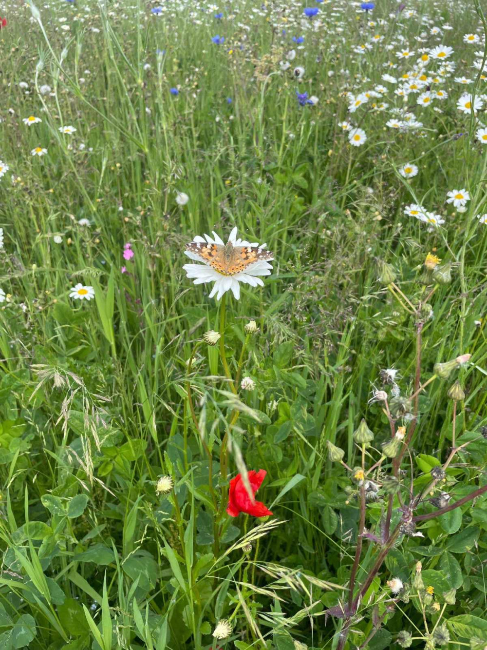 A Painted Lady butterfly in our wildflower meadow in front of Sharpham House