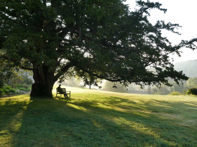 Quiet beneath the Yew Tree