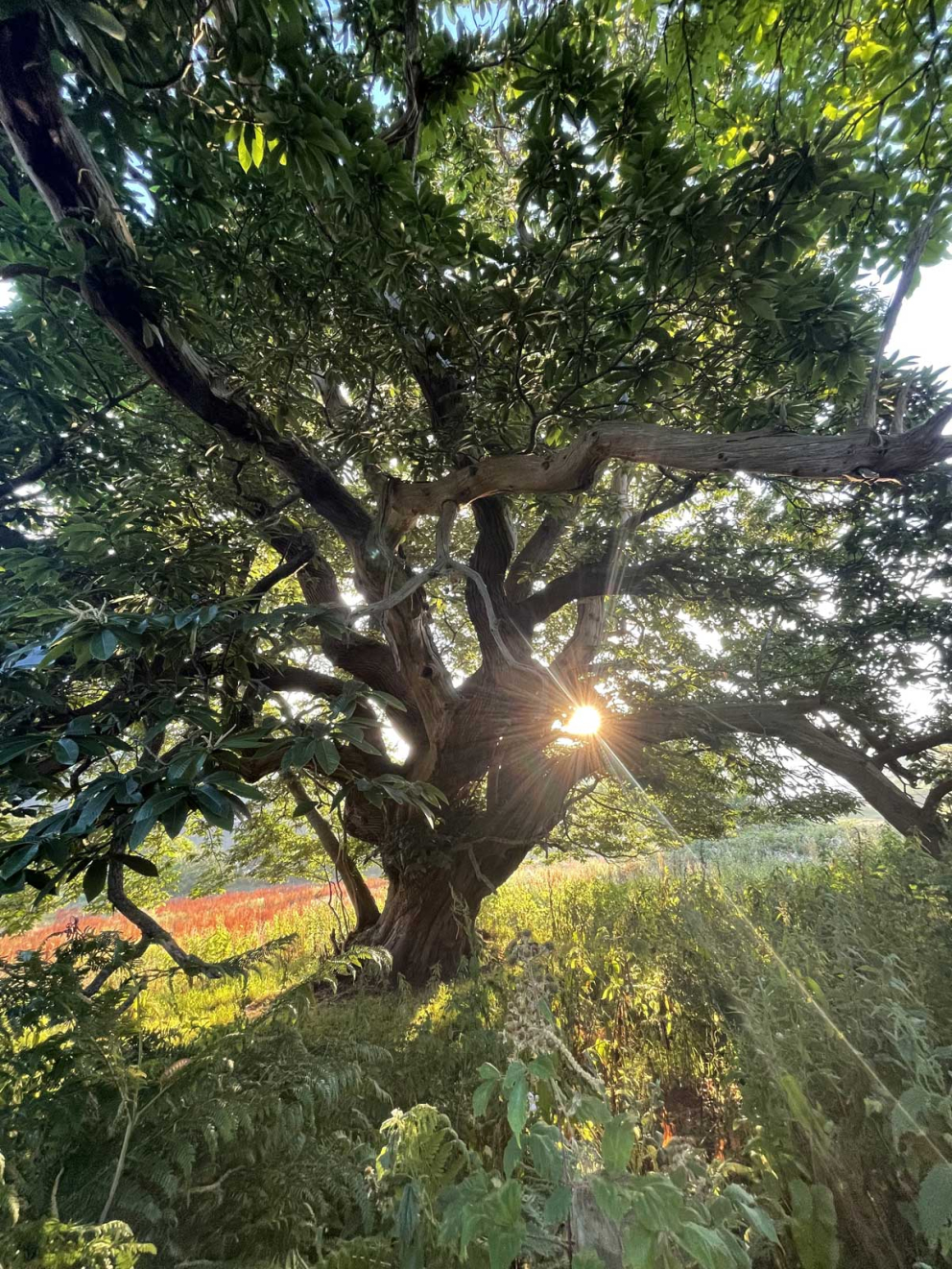 Tree at sunrise on rewilding fields at Sharpham