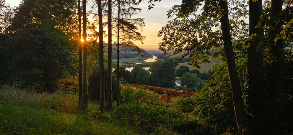 From Sharpham to Totnes through the trees at sunset