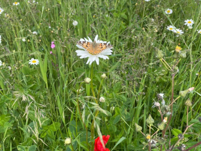 A Painted Lady in our wildflower meadow in front of Sharpham House at The Sharpham Trust