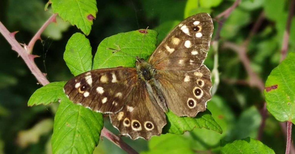 A Speckled Wood butterfly photographed during our Bioblitz at The Sharpham Trust