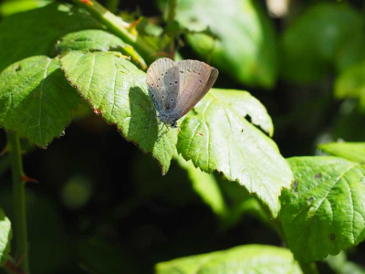 A Holly Blue butterfly photographed during our Bioblitz at The Sharpham Trust