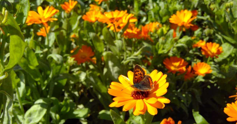 A Small Copper butterfly on calendula in The Barn's gardens at The Sharpham Trust