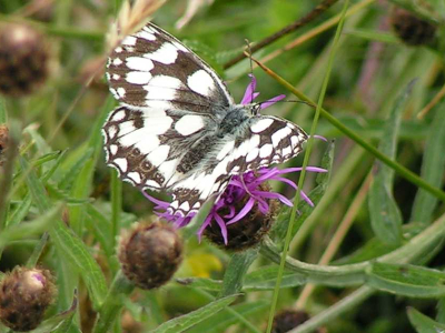 A Marbled White in our wildflower meadow in front of Sharpham House at The Sharpham Trust