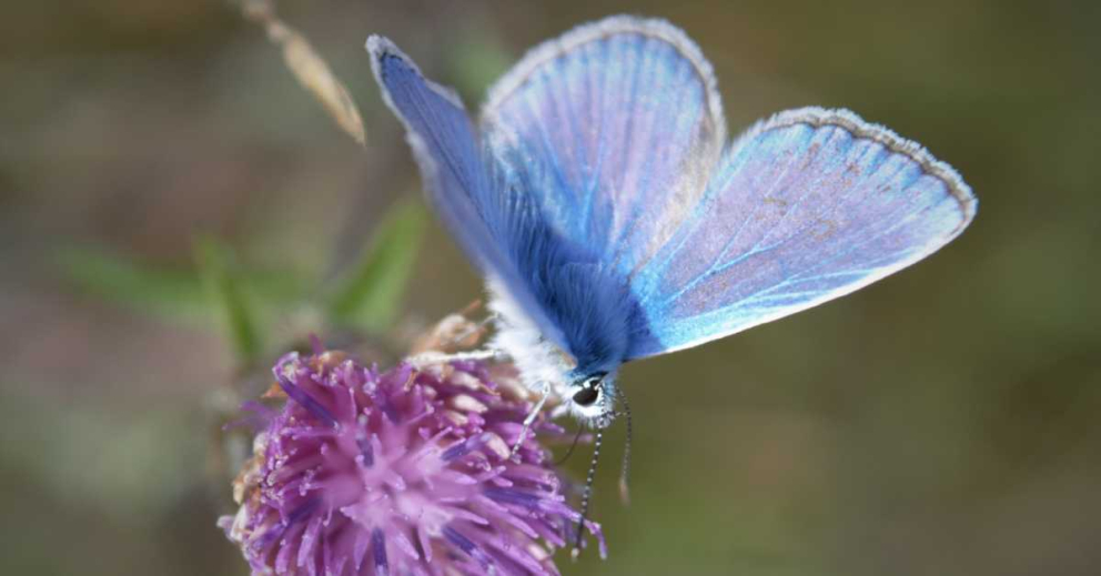 A Common Blue butterfly on The Sharpham Estate