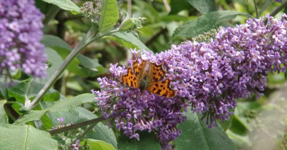 A Comma butterfly on Buddleia in The Barn's gardens at The Sharpham Trust