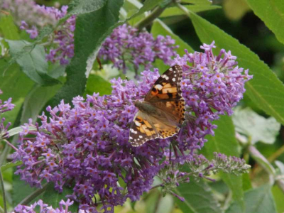 A Painted Lady butterfly on Buddleia in The Barn's gardens at The Sharpham Trust