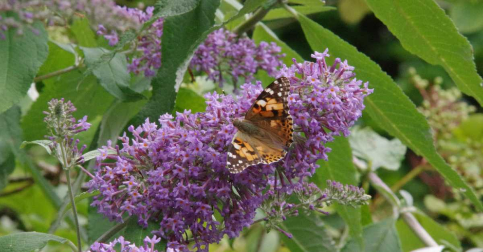 A Painted Lady butterfly on Buddleia in The Barn's gardens at The Sharpham Trust