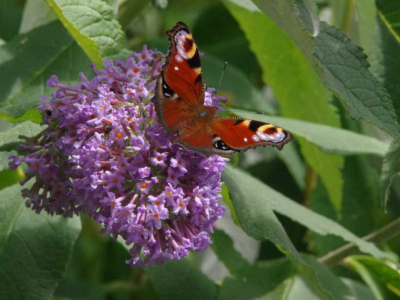 A Peacock butterfly on Buddleia in The Barn's gardens at The Sharpham Trust