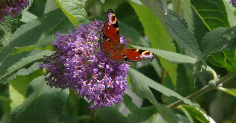 A Peacock butterfly on Buddleia in The Barn's gardens at The Sharpham Trust