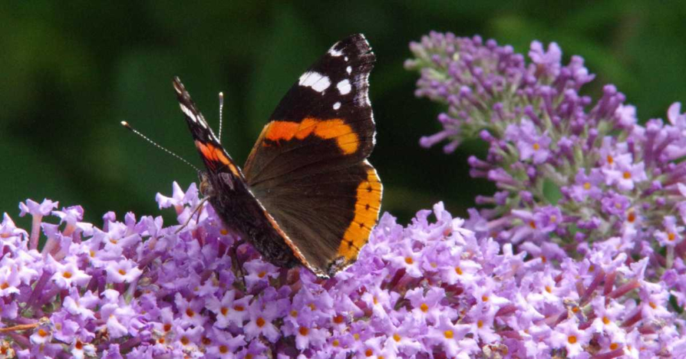 A Red Admiral butterfly on Buddleia in The Barn's gardens at The Sharpham Trust