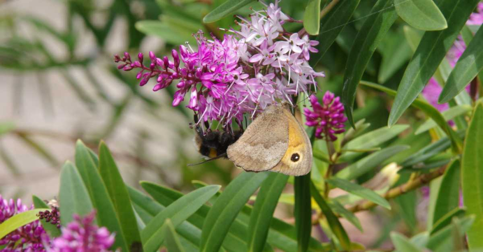 A Small Heath butterfly on a shrub in The Barn's gardens at The Sharpham Trust