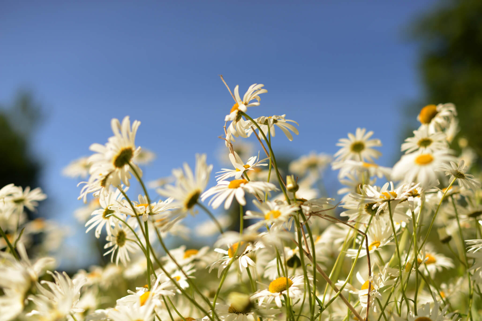 Living with Illness Retreat at Sharpham