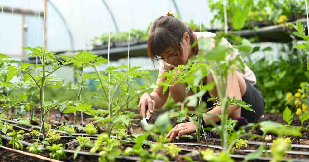 Mindful gardening retreat at The Sharpham Trust