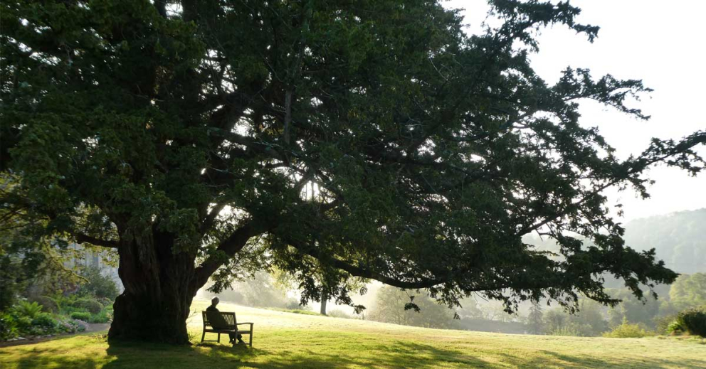 Learn how nature mindfulness on retreat at Sharpham can assist you if you're anxious or suffering depression and low mood