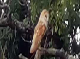 A Barn Owl at The Sharpham Trust