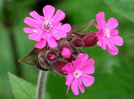 Red Campion close up