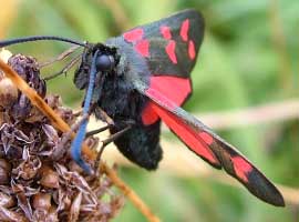 Burnet Moth