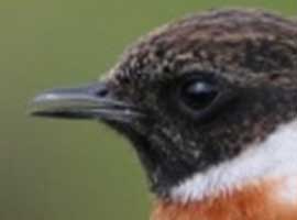 A stonechat in close up