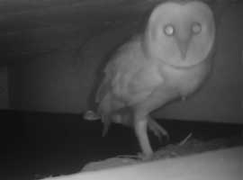 A Barn Owl at The Sharpham Trust