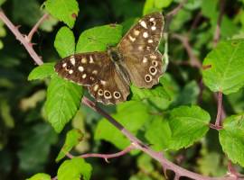 Speckled brown butterfly