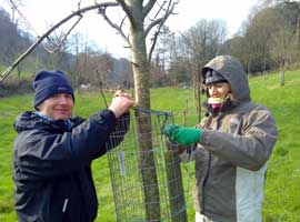 Orchard tree care on the tree planting retreat at Sharpham