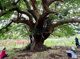 Forest bathing walk on our tree planting mindfulness retreat