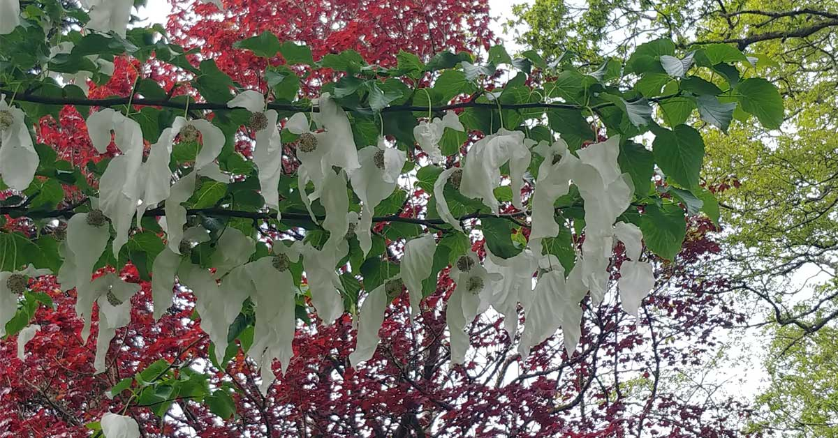 handkerchief tree at Sharpham Trust