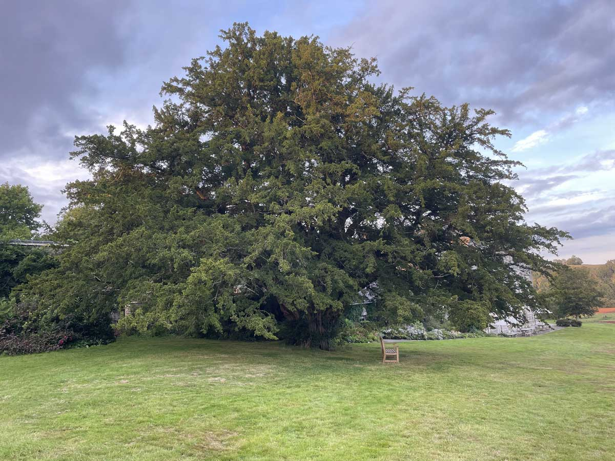 The Yew tree at Sharpham