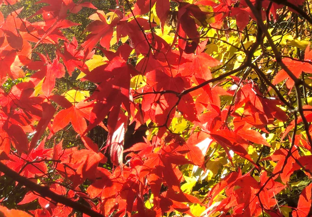 Ageing well, living mindfully