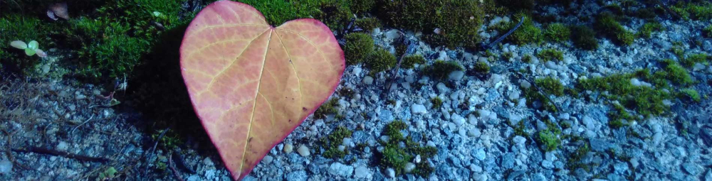 Self-Compassion Retreats at Sharpham Trust