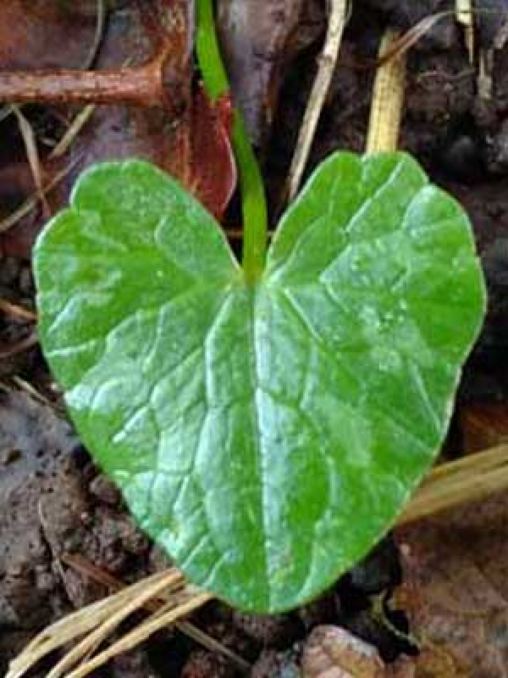 Silent Retreat at Sharpham House