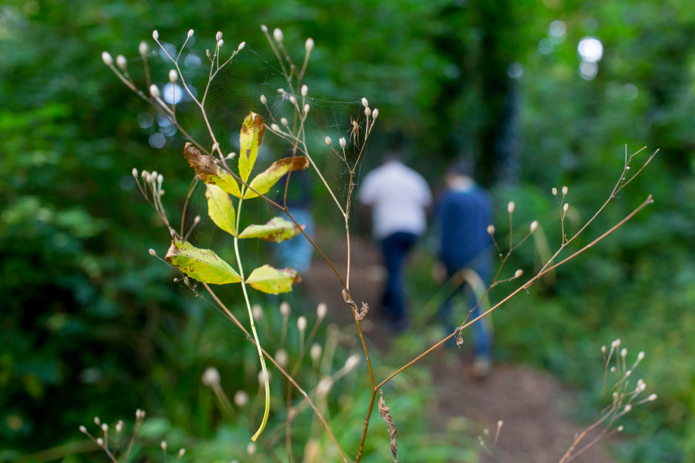 Sharpham Trust Woodland retreats