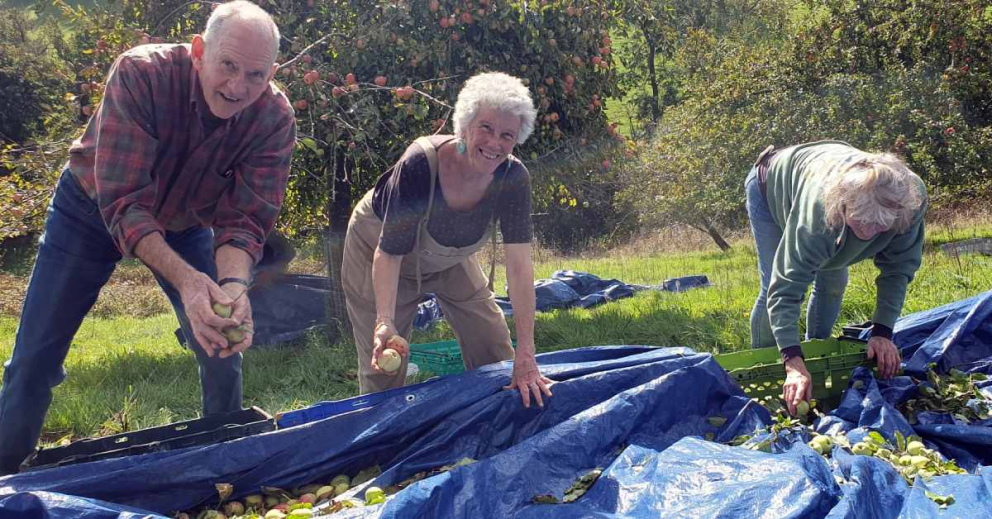 Volunteers assisting in the organic orchards on the Sharpham Estate