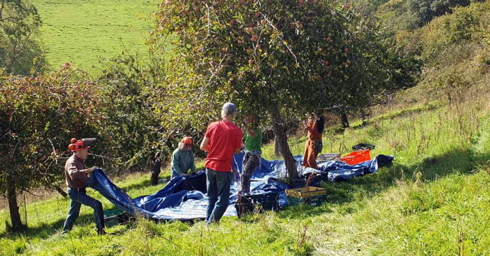 Volunteers assisting in the organic orchards on the Sharpham Estate