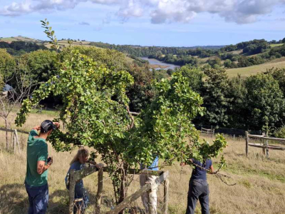 Volunteers assisting in the organic orchards on the Sharpham Estate