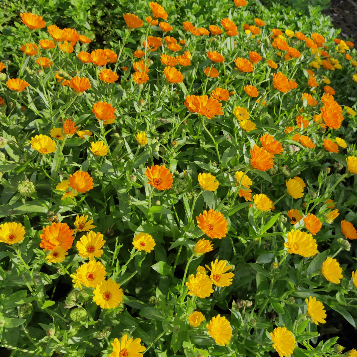 calendula in percy cane garden