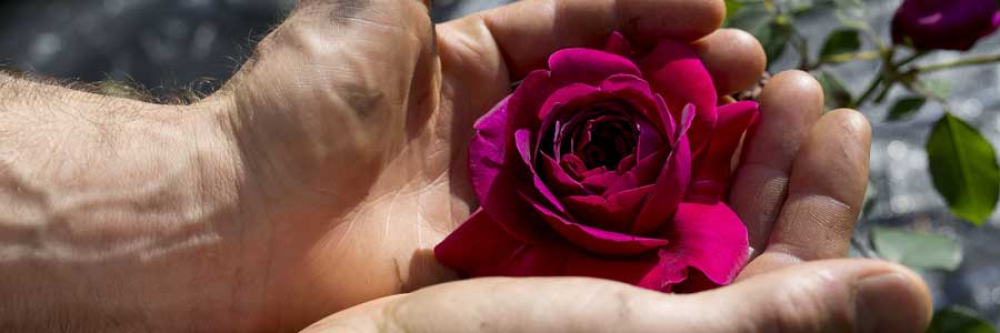 retreat self compassion rose