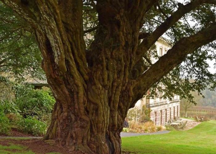 Yew tree at Sharpham