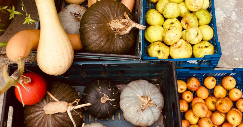 Harvest of pumpkins & apples at The Sharpham Trust mindfulness & meditation centre