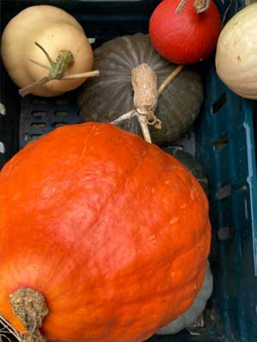 Harvest of pumpkins at The Sharpham Trust mindfulness & meditation centre