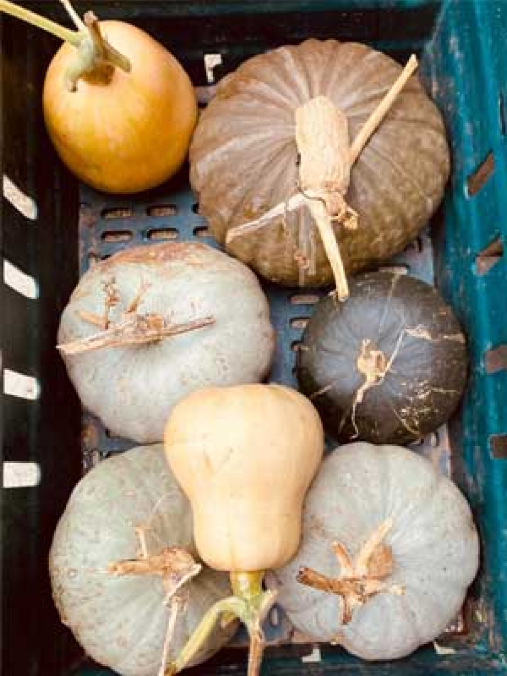 Harvest of pumpkins at The Sharpham Trust mindfulness & meditation centre