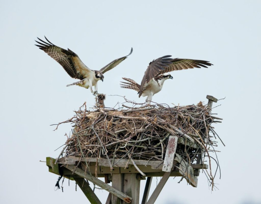 Ospreys landing on their nest
