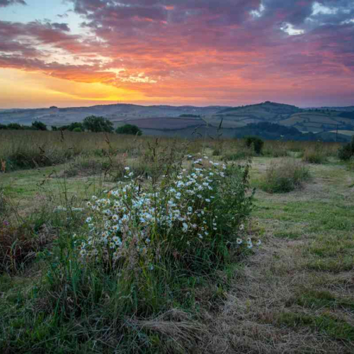 The sunrise at The Green Hill - Sharpham Meadow natural burial ground