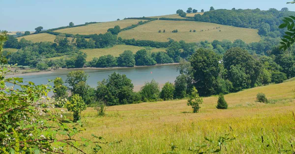 Our Mindful Meadow, where we've planted Yellow Rattle to 'eat' the grass and allow wildflowers to proliferate at Sharpham