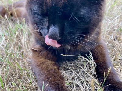 Nimbus, one of the cats at The Barn. Died October 2025.
