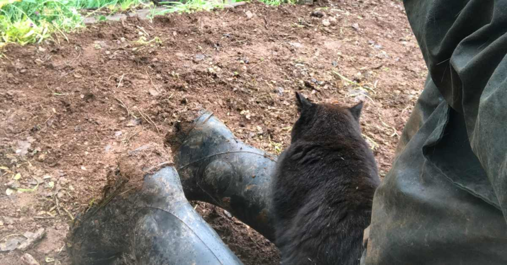 Nimbus helps in the garden